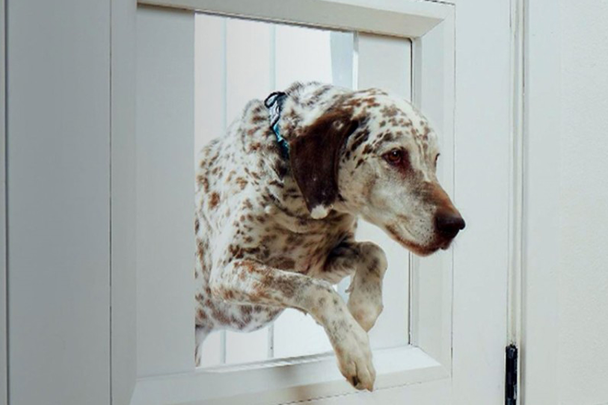 Ассортимент дверей для собак в интернет-магазине PetsCage.ru