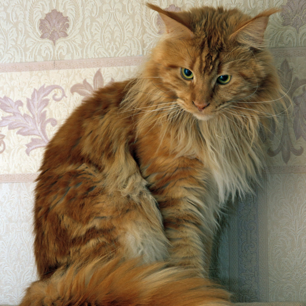 GSA Сергей (volshebniks)