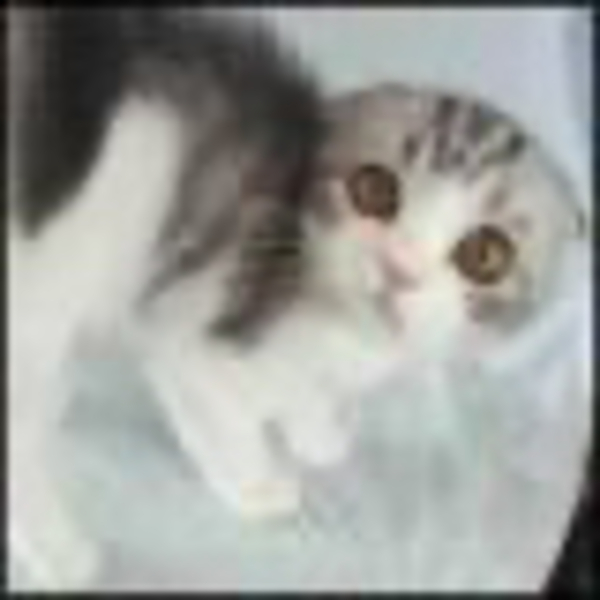 V Stanislav (lazygatto)